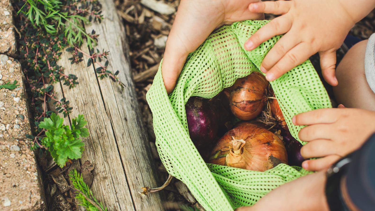 Stock picture Onions