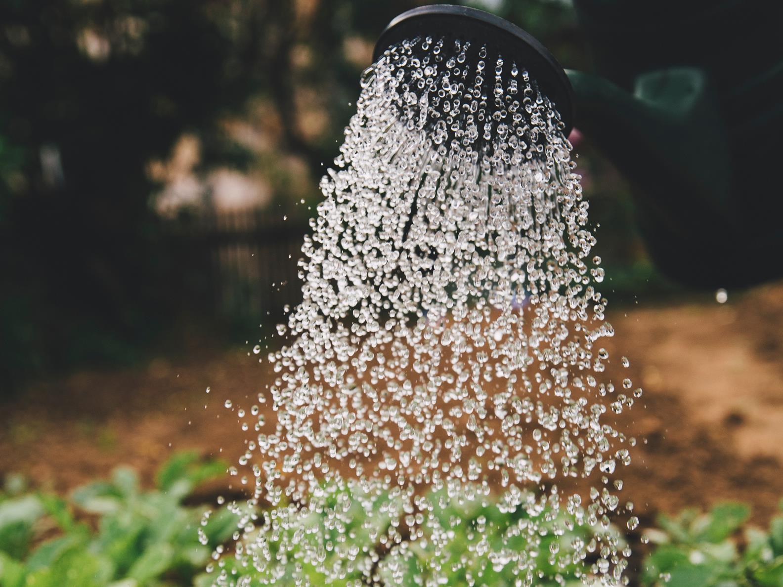 Stock picture_watering plants 