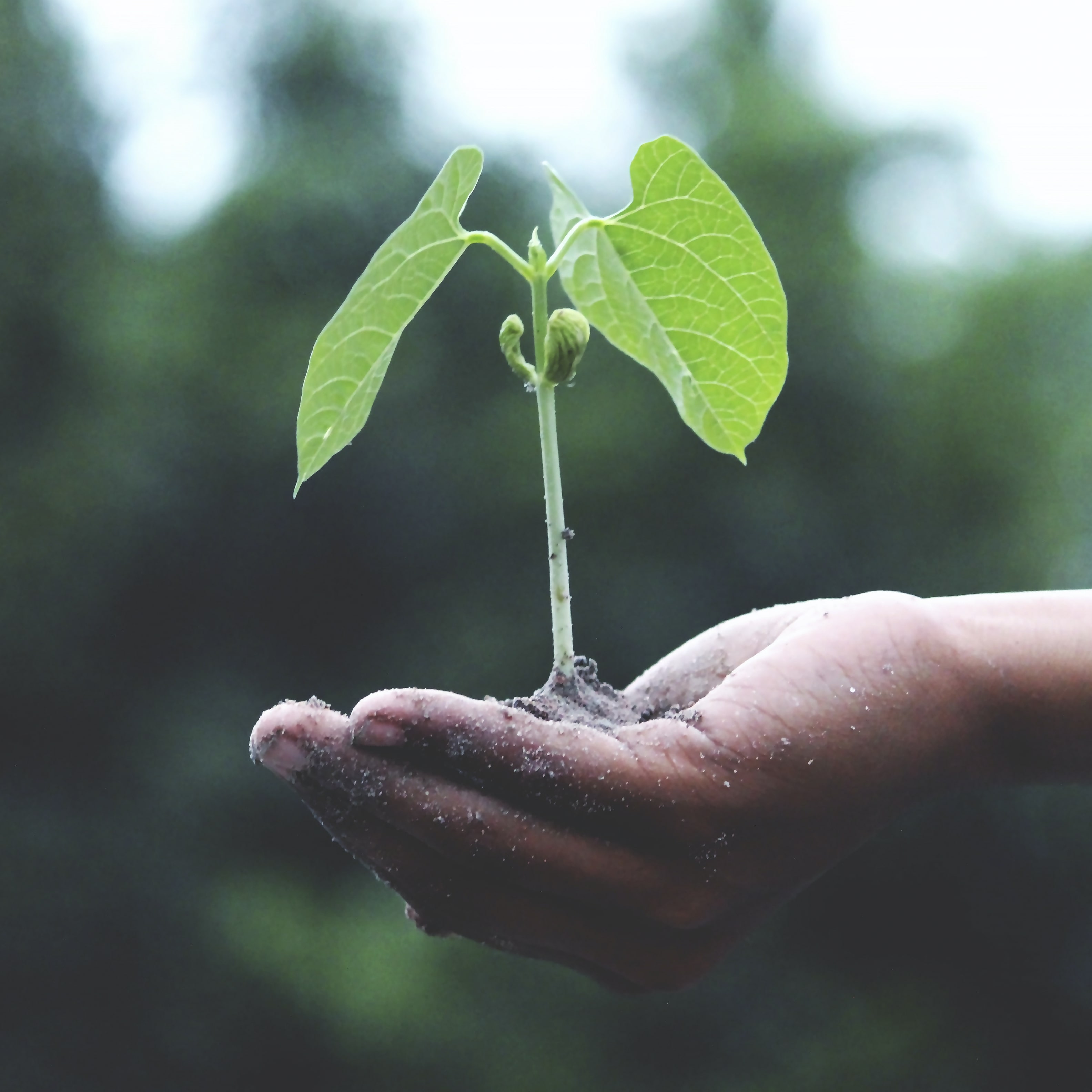 Sustainability_05_SmallPicture-01